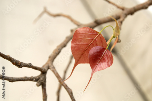 Pink Bodhi leaves. Bodhi leaves isolated on white background or Peepal Leaf from the Bodhi tree, Sacred Tree for Buddhist photo
