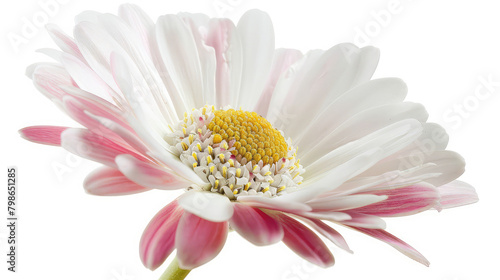 an isolated opening daisy on white background  Osteosperumum Flower Daisy Isolated on White Background  Macro Closeup  object on white - flowers camomile close up 