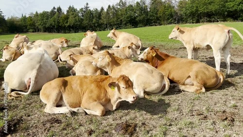 Blonde, d' Aquitaine, cows photo