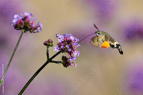 Fliegendes Taubenschwänzchen saugt Nektar an einer lila Blüte