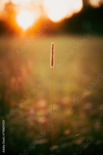 Timothy grass in a summer sunset