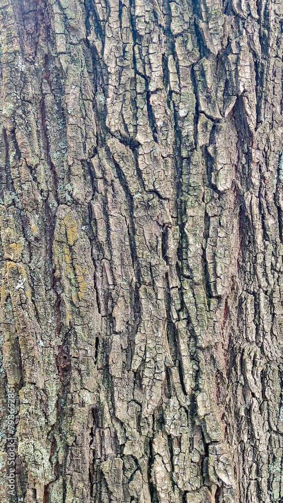 Fototapeta premium Texture rind cortex