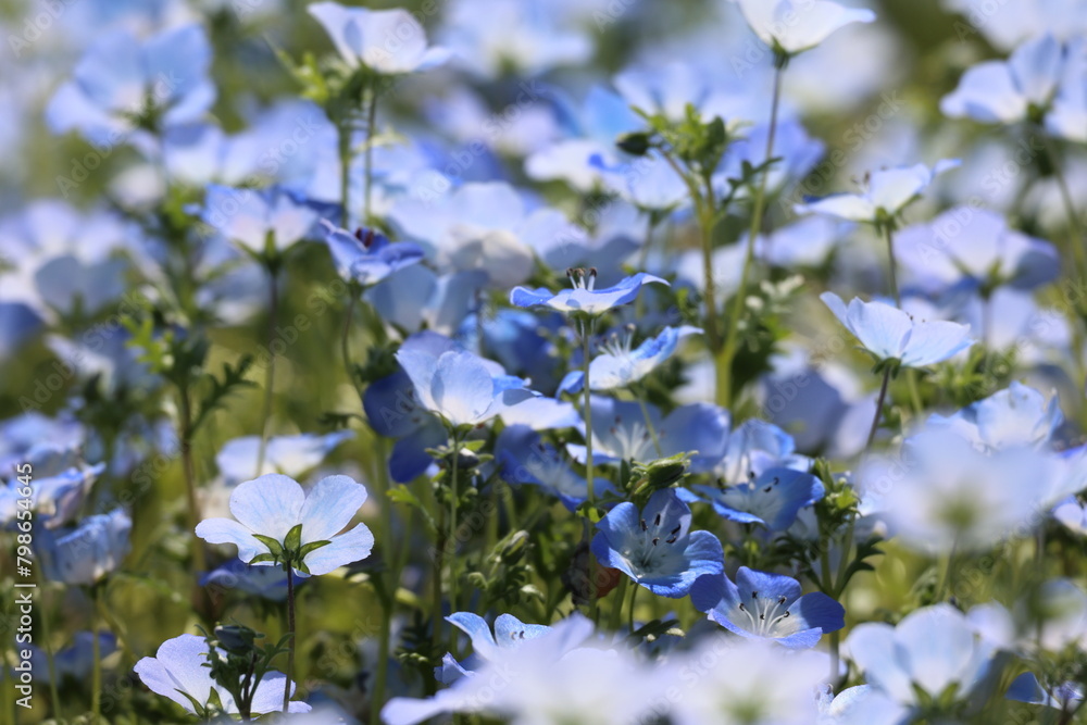 The field of Nemophila flowers The field of Nemophila flowers