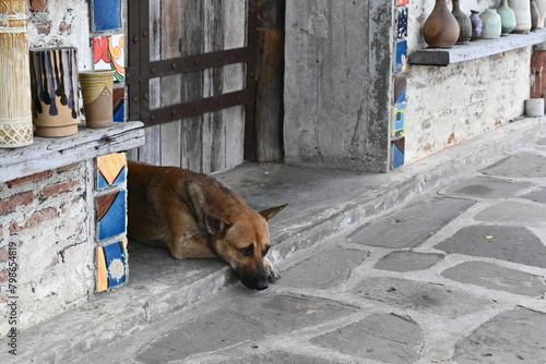 dog in the street