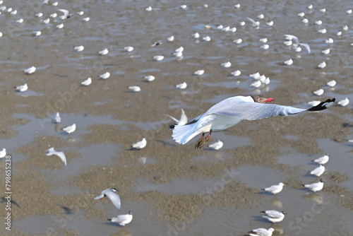 seagulls on the beach
