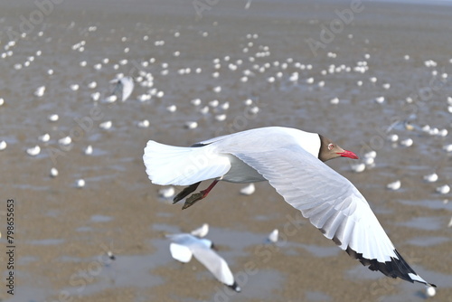 swans in flight