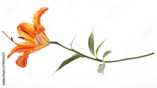 Large orange lilies flower isolated on white background,Side view of a single stem with a orange  daylily flower  plus unopened buds isolated against a white background
 photo