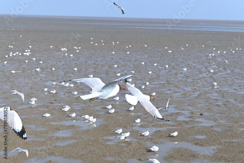 seagulls on the beach