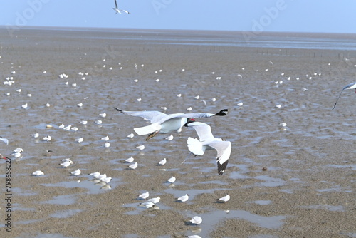seagulls on the beach