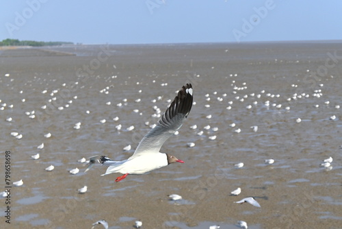seagull on the beach