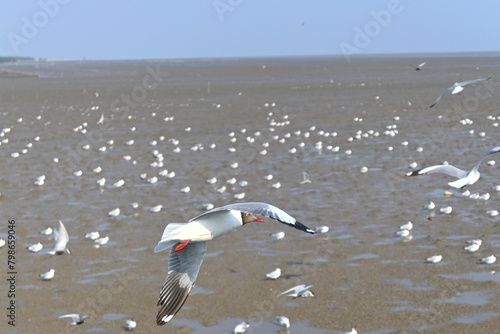 seagull on the beach