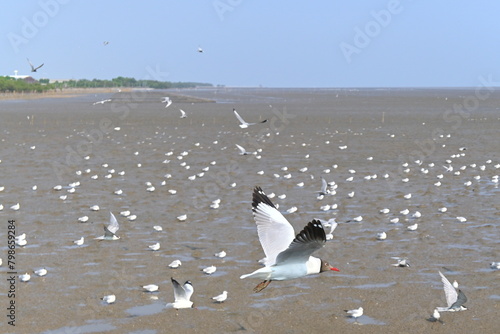 birds on the beach