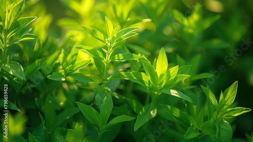   A tight shot of a plant with verdant leaves in sharp focus  and a backdrop of indistinct greenery in soft focus