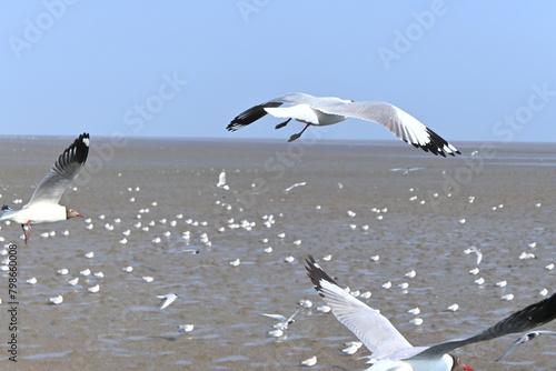 seagulls on the beach