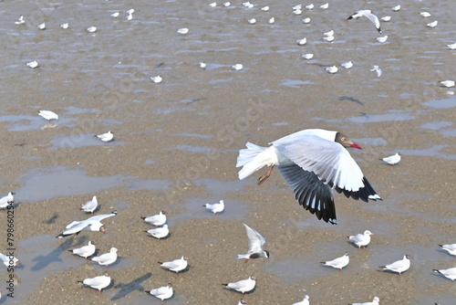 two seagulls on the beach