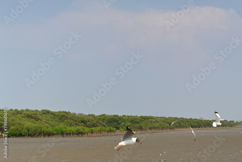 seagull on the beach