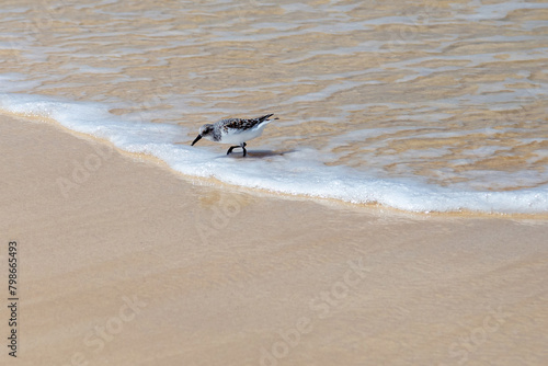 sanderling on the beach