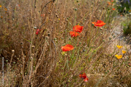 Red poppies on a background of dry grass. Poppies in the field