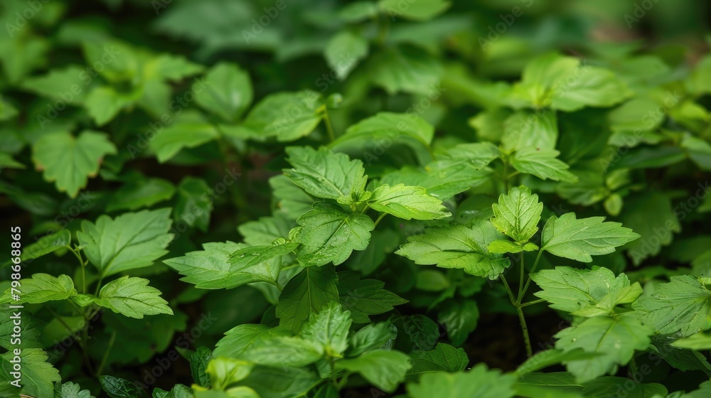 Green Foliage of Groundcover Creeping Charlie as a Backdrop Green Foliage of Groundcover Creeping Charlie as a Backdrop