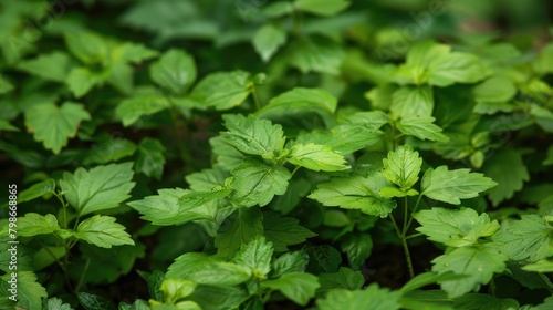 Wallpaper Mural Green Foliage of Groundcover Creeping Charlie as a Backdrop Torontodigital.ca