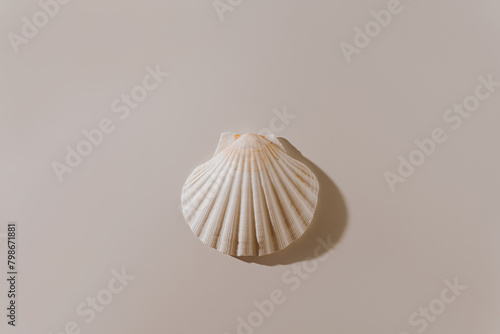 Close up view of seashell on white background with warm white light
