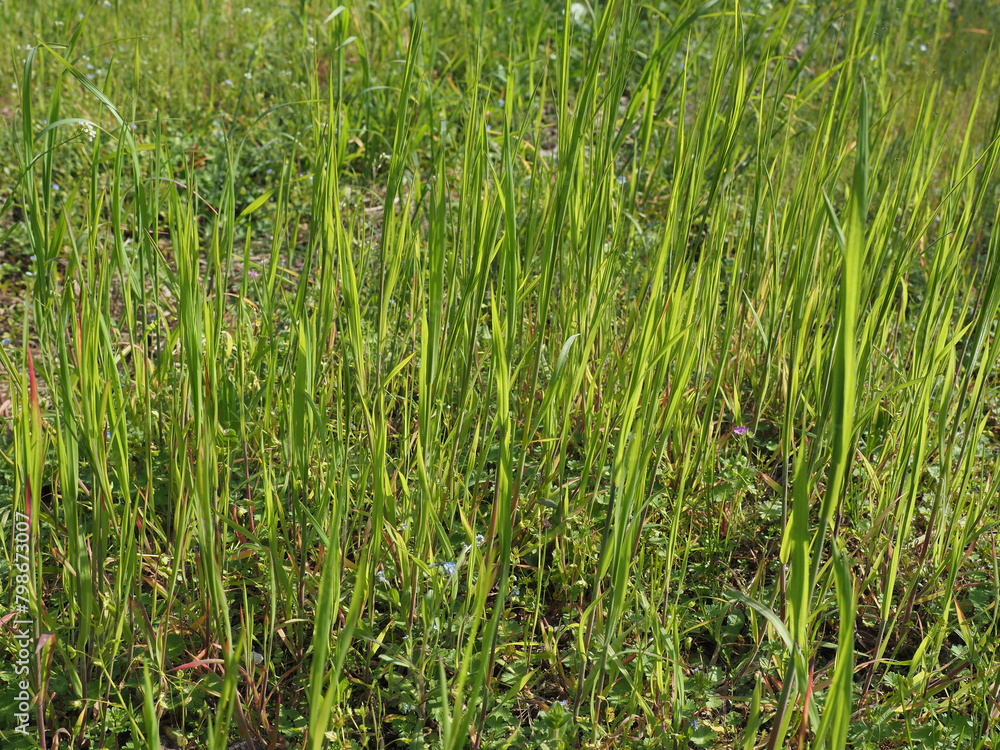 grass blades background selective focus grass blades background selective focus