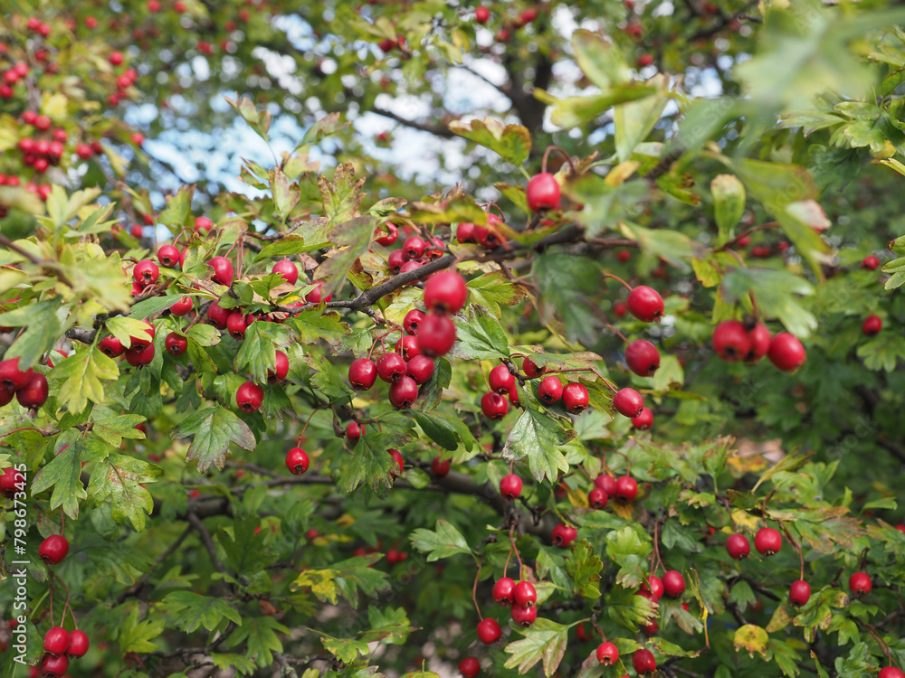 hawthorn berries plant scient. name Crataegus