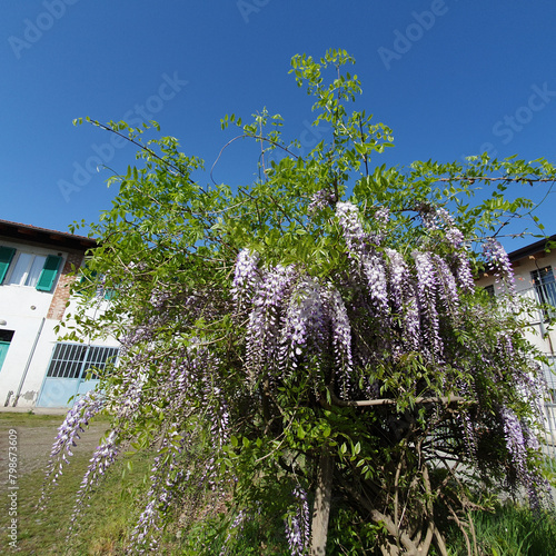 wisteria plant scient. name wysteria (ID: 798673609)