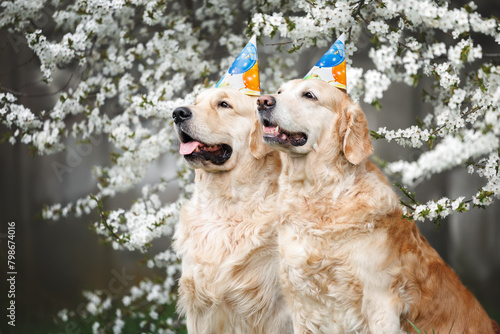 two happy golden retriever dogs posing in birthday hats together outdoors under cherry plum blossom