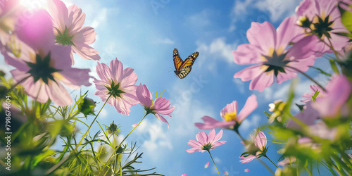 Meadow field with blossom pink Cosmos flowers and brown butterflies against at sunny day with blue sky in summer, summer flower theme. © Maizal