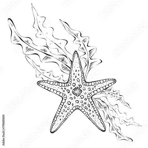 Starfish and algae bush. Hand drawn illustration, graphic set. Drawn in black ink in sketch style. Isolated on white background, packaging design and children's coloring pages