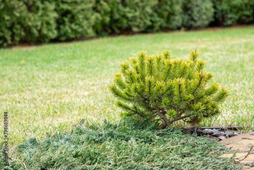 Cultivar dwarf mountain pine Pinus mugo var. pumilio on a backyard. Mountain pine, dwarf mountain pine, scrub mountain pine, Swiss mountain pine. Garden design concept. photo
