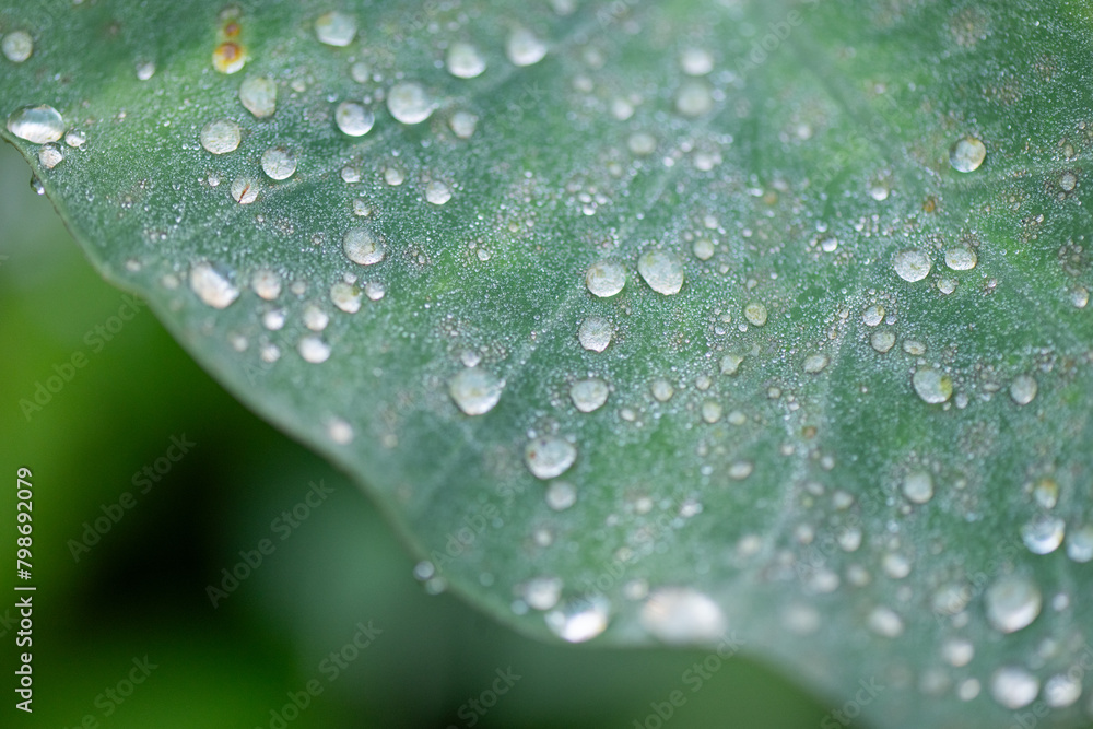 dew droplets on leaf, abstract macro closeup close detail, background texture wallpaper pattern, organic natural nature