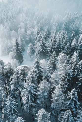 Winter Wonderland Aerial View - forrest covered in snow