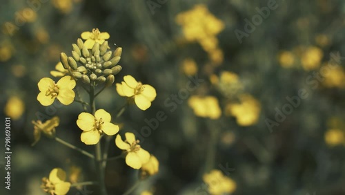 This stock video shows a field of flowering rapeseed. This video will decorate your projects related to agriculture, nature, oilseeds, rapeseed, agronomy. photo