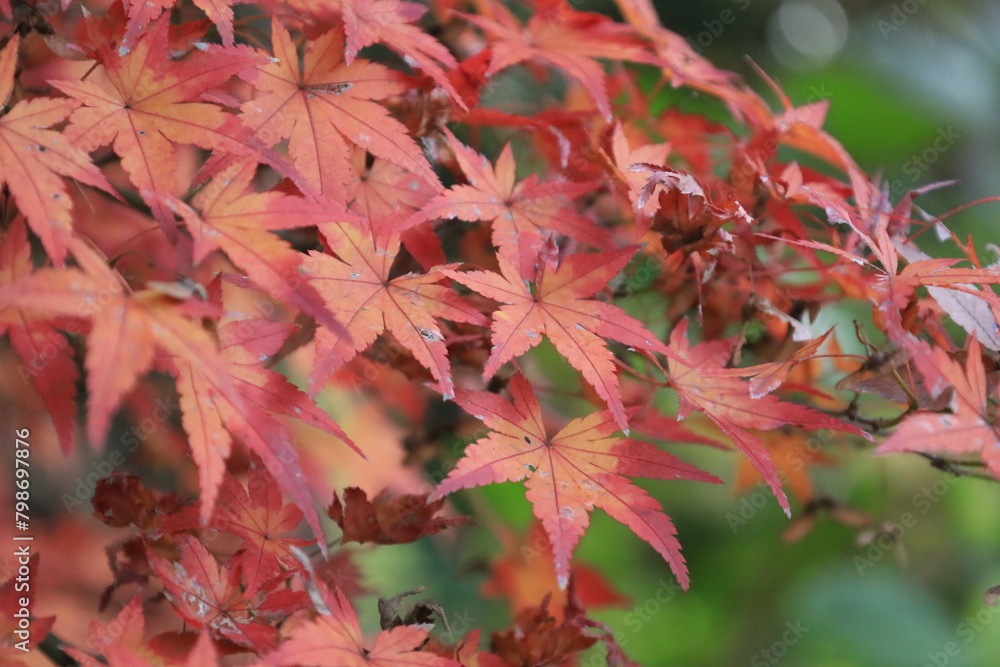紅葉したもみじの葉のクローズアップ 紅葉したもみじの葉のクローズアップ