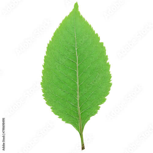 Alder Leaf round green leaf with serrated edges and prominent veins slightly crumpled Alnus glutinosa
