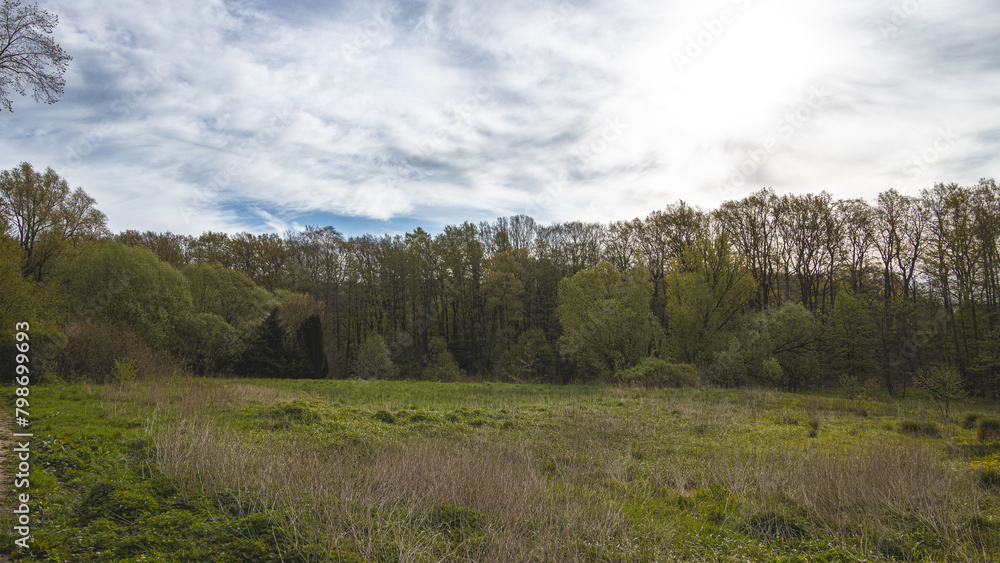 View across a meadow to the edge of the forest