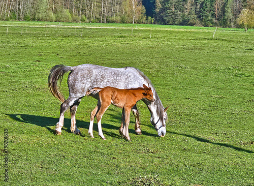 little foal and his mother