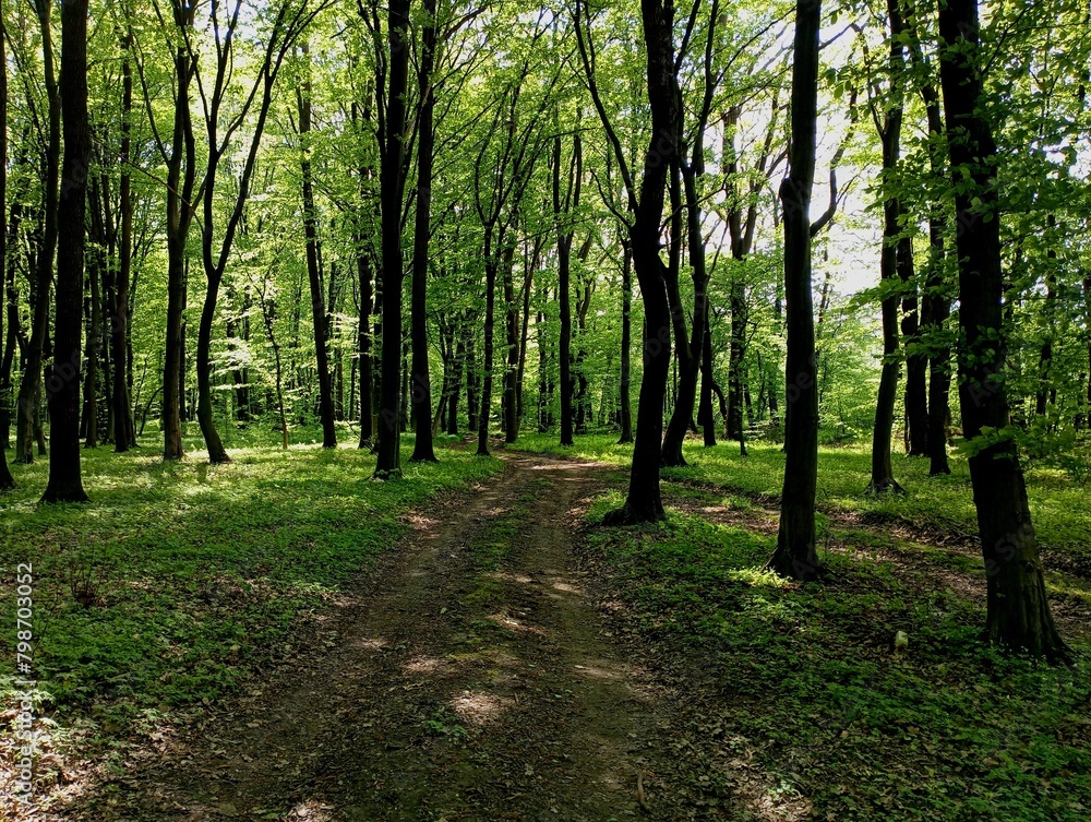 Fototapeta premium A forest road in a spring fairy-tale forest among tall trees covered with green spring leaves. Picturesque spring landscape in a quiet forest.