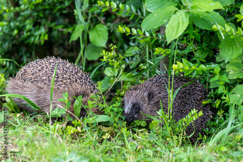 Igel Pärchen