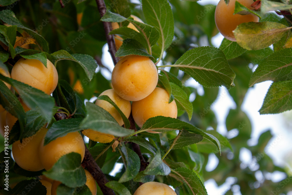 Plum fruits grow on a branch. Plum branch close-up. Yellow plum fruits among green leaves on a branch.