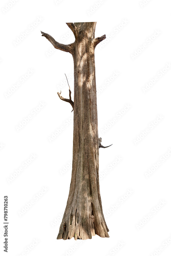Dry branch of big dead tree with cracked dark bark stem. Beautiful old tree isolated on white background. Single old and dead tree on nature. Alone wooden trunk forest in fall season change Dry branch of big dead tree with cracked dark bark stem. Beautiful old tree isolated on white background. Single old and dead tree on nature. Alone wooden trunk forest in fall season change