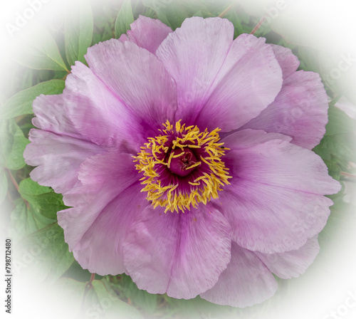beautiful delicate peony blooming in spring © tiziana