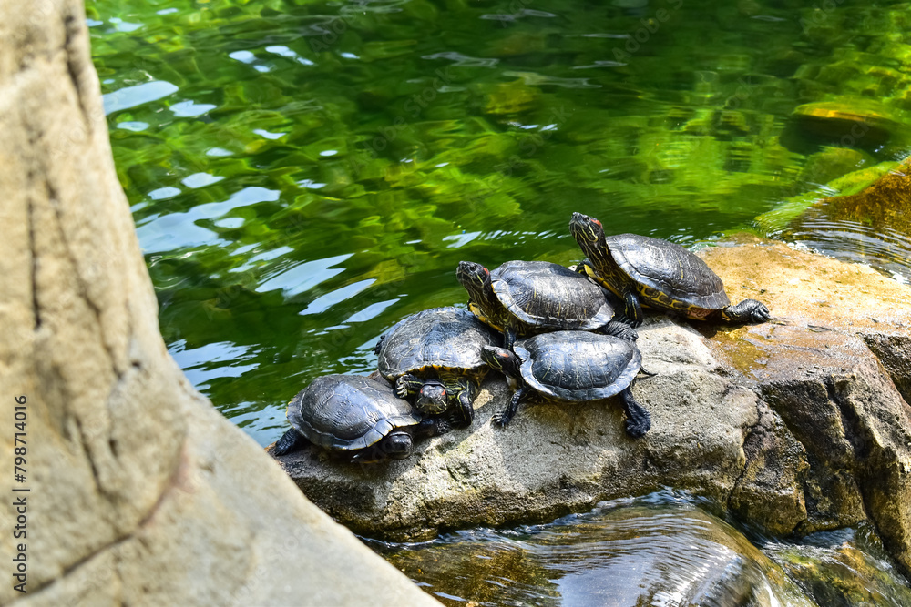 Fototapeta premium Close-up of Red-eared slider sunbathing on the rocks in the pool. Tortoise in the public park with water. Wild animals and nature scene.