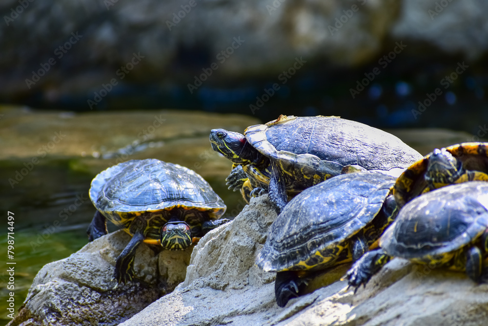 Obraz premium Close-up of Red-eared slider sunbathing on the rocks in the pool. Tortoise in the public park with water. Wild animals and nature scene.