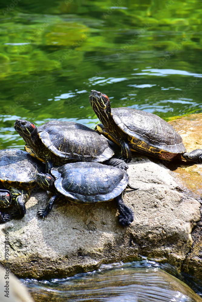 Close-up of Red-eared slider sunbathing on the rocks in the pool. Tortoise in the public park with water. Wild animals and nature scene. Close-up of Red-eared slider sunbathing on the rocks in the pool. Tortoise in the public park with water. Wild animals and nature scene.