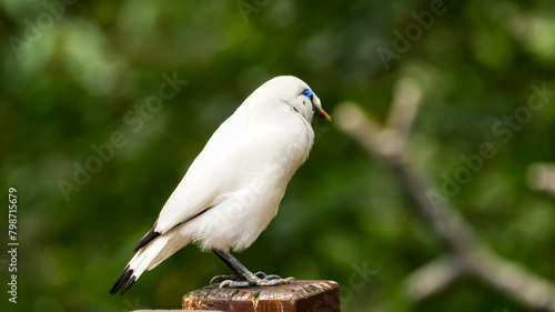 The close up of a Bali myna, a white bird in the park. Animal and nature scene. photo