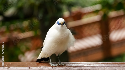 The close up of a Bali myna, a white bird in the park. Animal and nature scene. photo