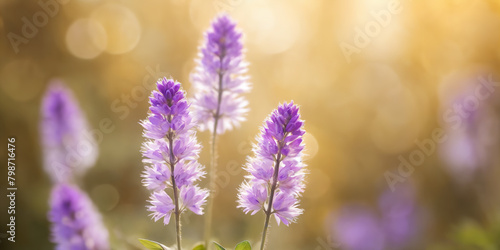 Generate an image of purple flowers with white  hairy stems and leaves  in sharp focus against a soft golden-lit background with a bokeh effect  capturing the serene and peaceful